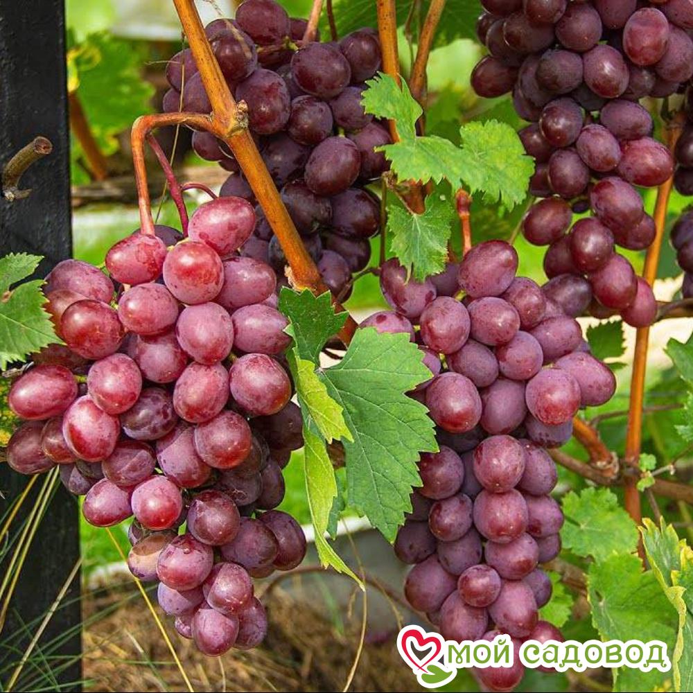 Виноград Виктория винная