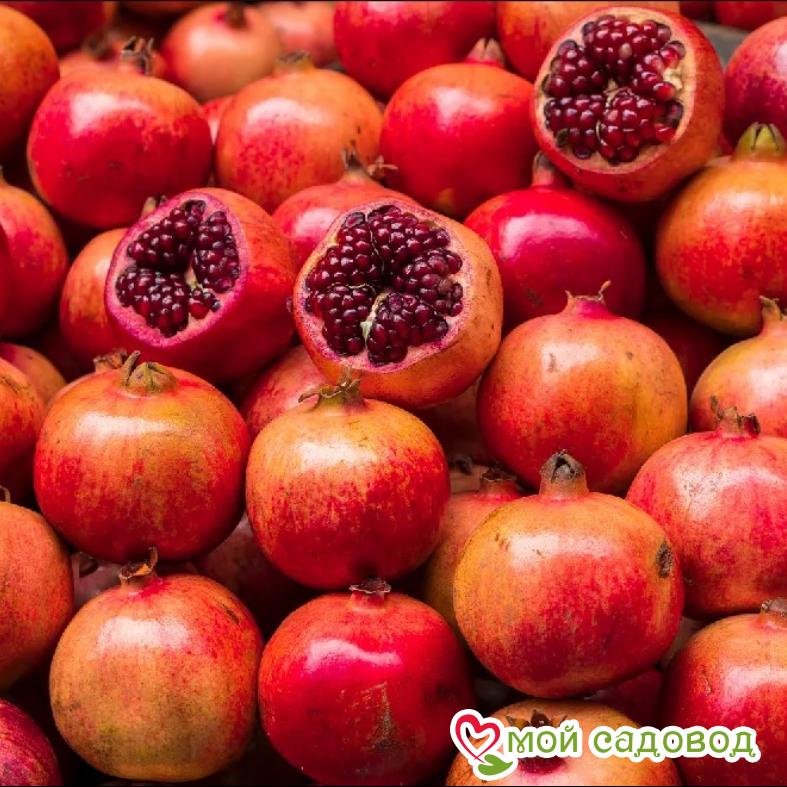 Гранат красный Крымский полосатый